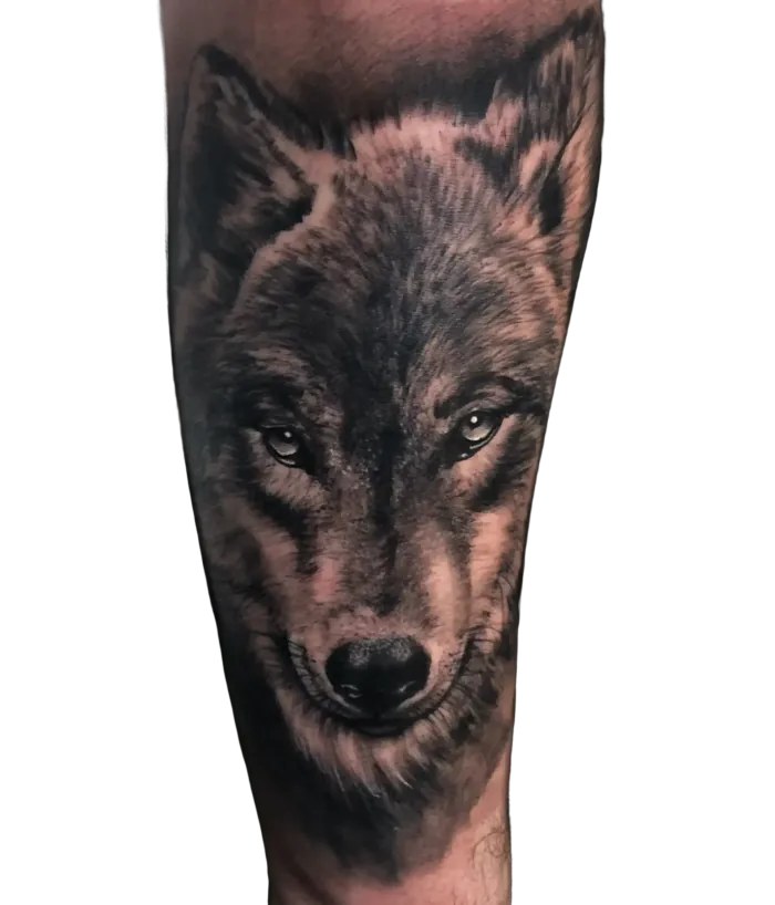 Realistic black and grey wolf head tattoo on the forearm by Duk Tattoo, Boca Raton, Florida